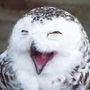 Salty Owl аватар