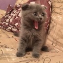 Александр аватар